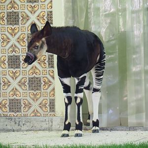 Okapi (Okapia johnstoni) Ubundu (born 2019-01-26), 2019-04-20