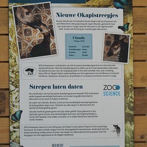 Information sign about okapi birth, 2019-04-20