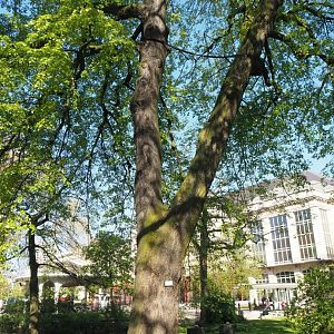 Big old weeping silver linden tree (Tilia tomentosa 'Petiolaris'), 2019-04-20
