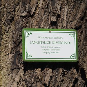 Tree identification sign weeping silver linden, 2019-04-20