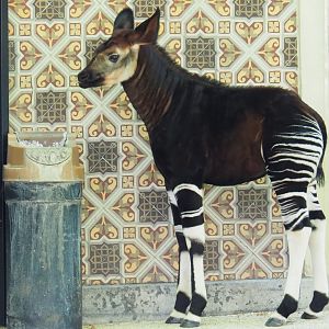 Okapi (Okapia johnstoni) Ubundu (born 2019-01-26), 2019-04-20