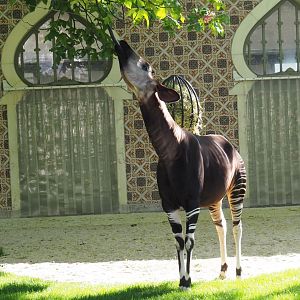 Okapi (Okapia johnstoni) Lindi, 2019-04-20