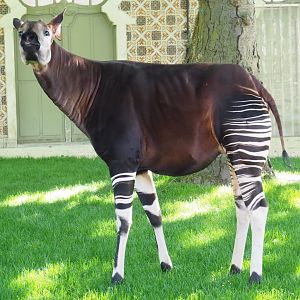 Okapi (Okapia johnstoni) Lindi, 2019-04-20
