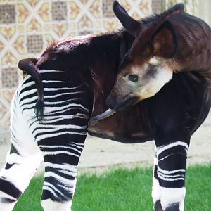 Okapi (Okapia johnstoni) Ubundu (born 2019-01-26), 2019-04-20
