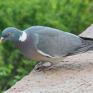 Wild common wood pigeon (Columba palumbus), 2019-04-20