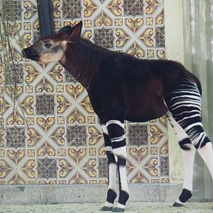 Okapi (Okapia johnstoni) Ubundu (born 2019-01-26), 2019-04-20