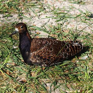 Ruff (Calidris pugnax), 2019-04-20