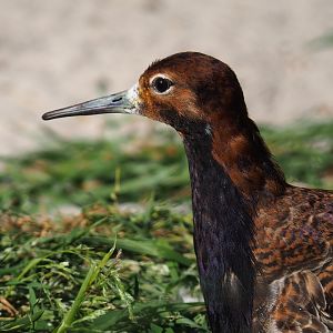 Ruff (Calidris pugnax), 2019-04-20