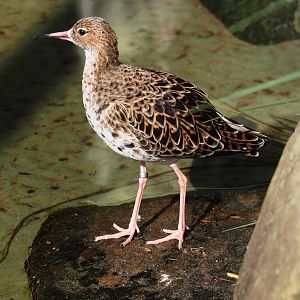 Common redshank (Tringa totanus), 2019-04-20