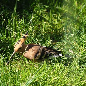 Hoopoe (Upupa epops), 2019-04-20