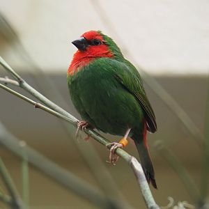 Red-throated parrot finch (Erythrura psittacea), 2019-04-20
