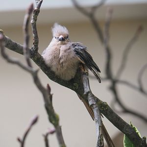 Blue-naped mousebird (Urocolius macrourus), 2019-04-20