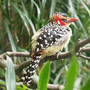 Red-and-yellow barbet (Trachyphonus erythrocephalus), 2019-04-20