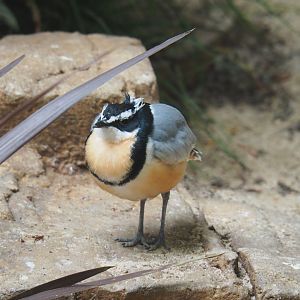 Egyptian plover (Pluvianus aegyptius), 2019-04-20