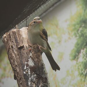 Female Sudan golden sparrow (Passer luteus), 2019-04-20