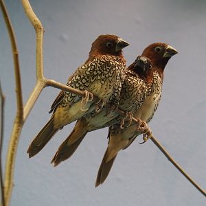 Scaly-breasted munias (Lonchura punctulata), 2019-04-20