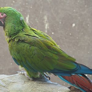Mexican military macaw (Ara militaris mexicana), 2019-04-20