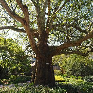 Large old London plane tree (Platanus x acerifolia), 2019-04-20