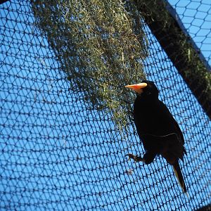 Crested oropendola (Psarocolius decumanus), 2019-04-20