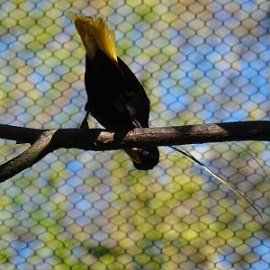 Crested oropendola (Psarocolius decumanus), 2019-04-20