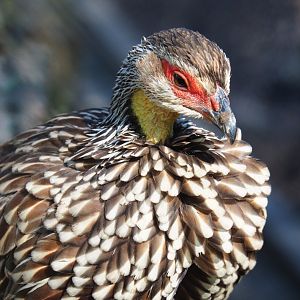 Yellow-necked francolin (Pternistis leucoscepus), 2019-04-20
