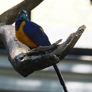 Golden-breasted starling (Lamprotornis regius), 2019-04-20