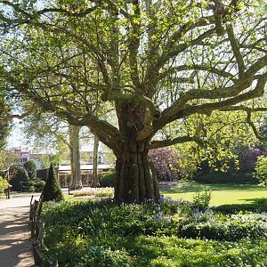 Park view with large old London plane tree, 2019-04-20