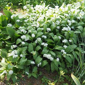 Wild or bear's garlic (Allium ursinum), 2019-04-20