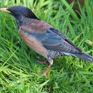 Rosy starling (Pastor roseus), 2019-04-20