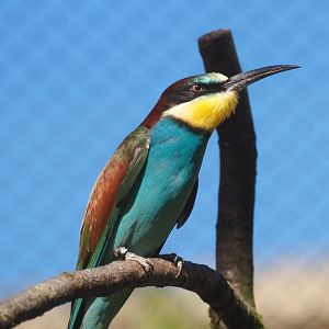 European bee-eater (Merops apiaster)