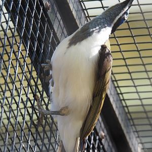 Blue-faced honeyeater (Entomyzon cyanotis), 2019-04-20