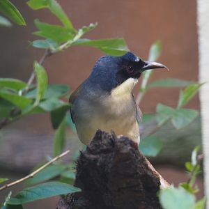 Blue-crowned laughingthrush (Pterorhinus courtoisi), 2019-04-20