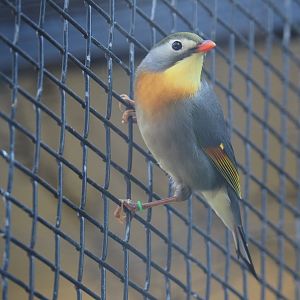 Red-billed leiothrix or Peking robin (Leiothrix lutea), 2019-04-20
