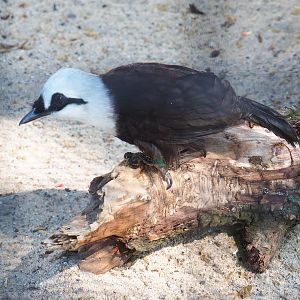 Black-and-white laughingthrush (Garrulax bicolor), 2019-04-20