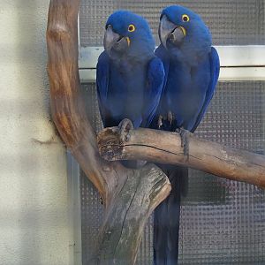 Hyacinthine macaws (Anodorhynchus hyacinthinus), 2019-04-20