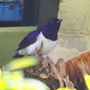 Amethyst starling (Cinnyricinclus leucogaster), 2019-04-20