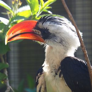Von der Decken's hornbill (Tockus deckeni), 2019-04-20