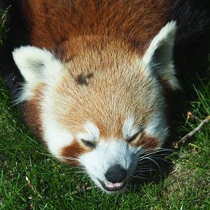 Red panda (Ailurus fulgens), 2019-04-20