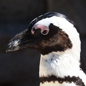 African black-footed penguin (Spheniscus demersus), 2019-04-20