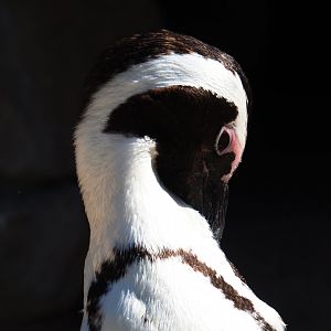 African black-footed penguin (Spheniscus demersus), 2019-04-20