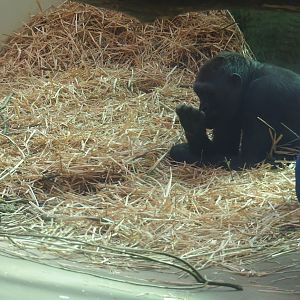 Western lowland gorillas (Gorilla gorilla gorilla) Mayani and Thandie, 2019-04-02