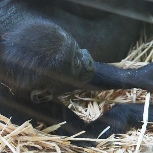 Western lowland gorilla (Gorilla gorilla gorilla) Thandie, 2019-04-02