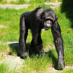 Chimpanzee (Pan troglodytes) Chita, 2019-04-20