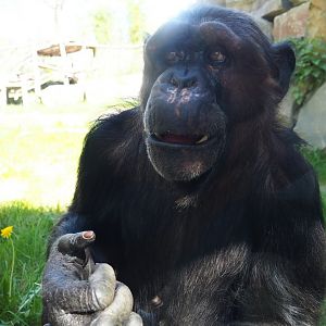 Chimpanzee (Pan troglodytes) Chita, 2019-04-20