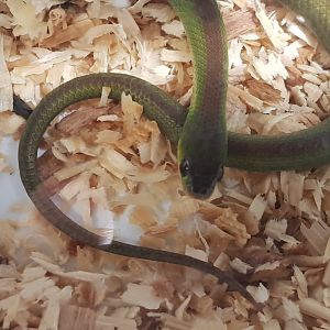 Green red-bellied snake - Erythrolamprus jaegeri