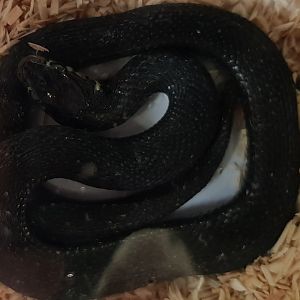 Lake Cuitzeo garter snake - Thamnophis eques cuitzeoensis