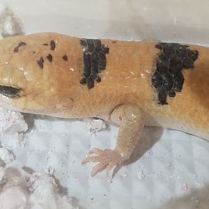 Scincophus fasciatus