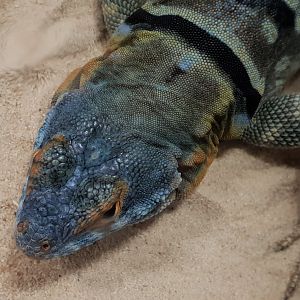 Baja blue rock lizard
