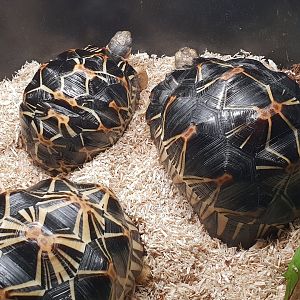Astrochelys radiata