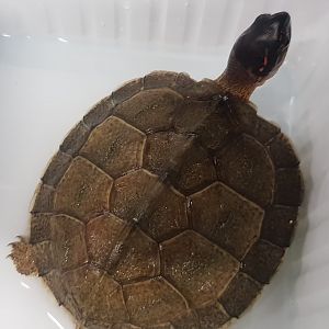 Rhinoclemmys areolata